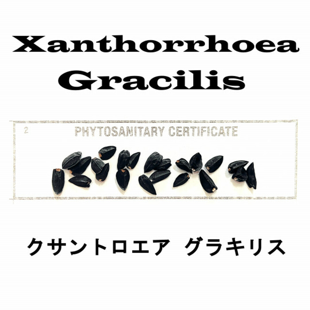 6月入荷 100粒+ クサントロエア グラキリス 種 種子 証明書あり拍卖