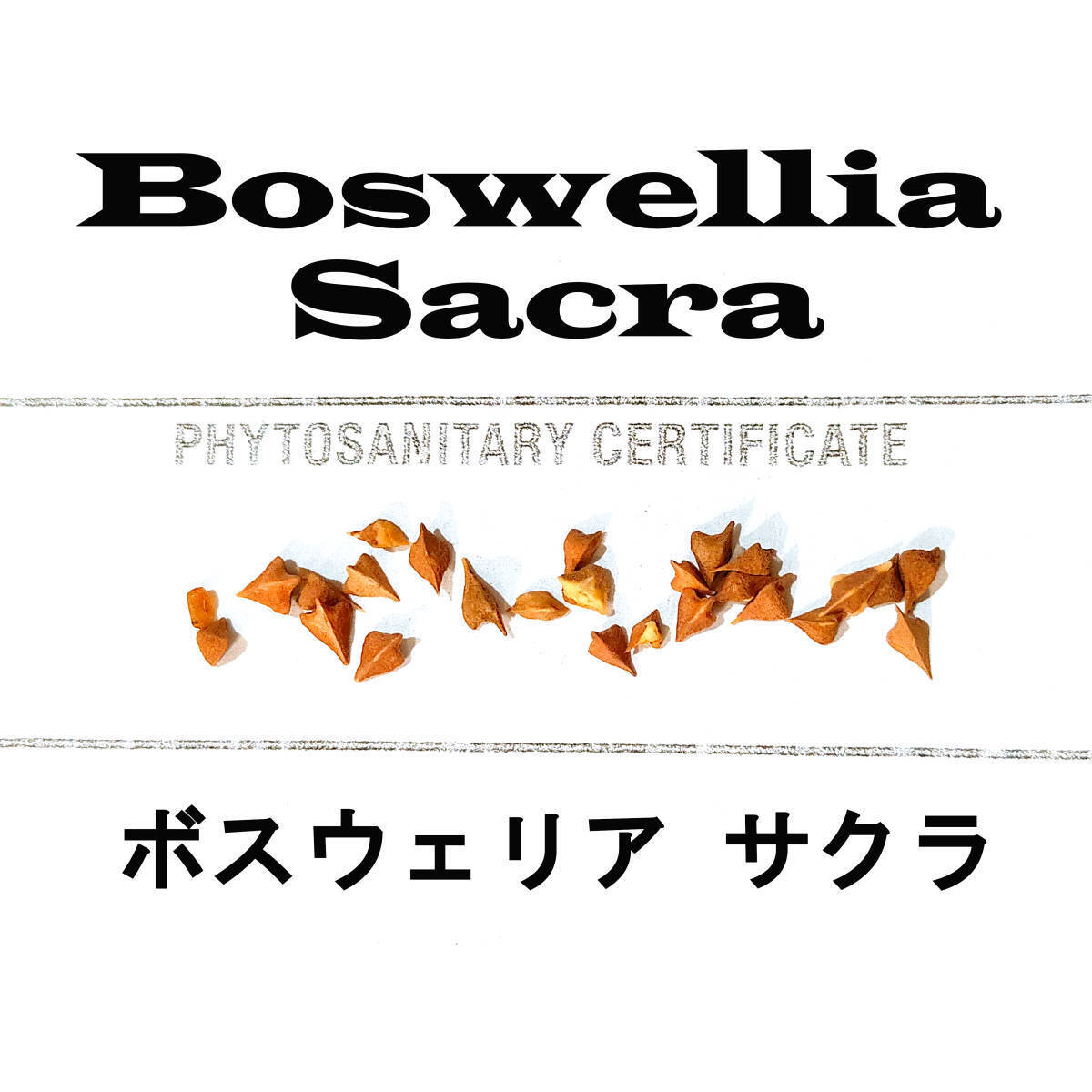 7月入荷 5粒 Boswellia sacra ボスウェリア サクラ 種子 種拍卖