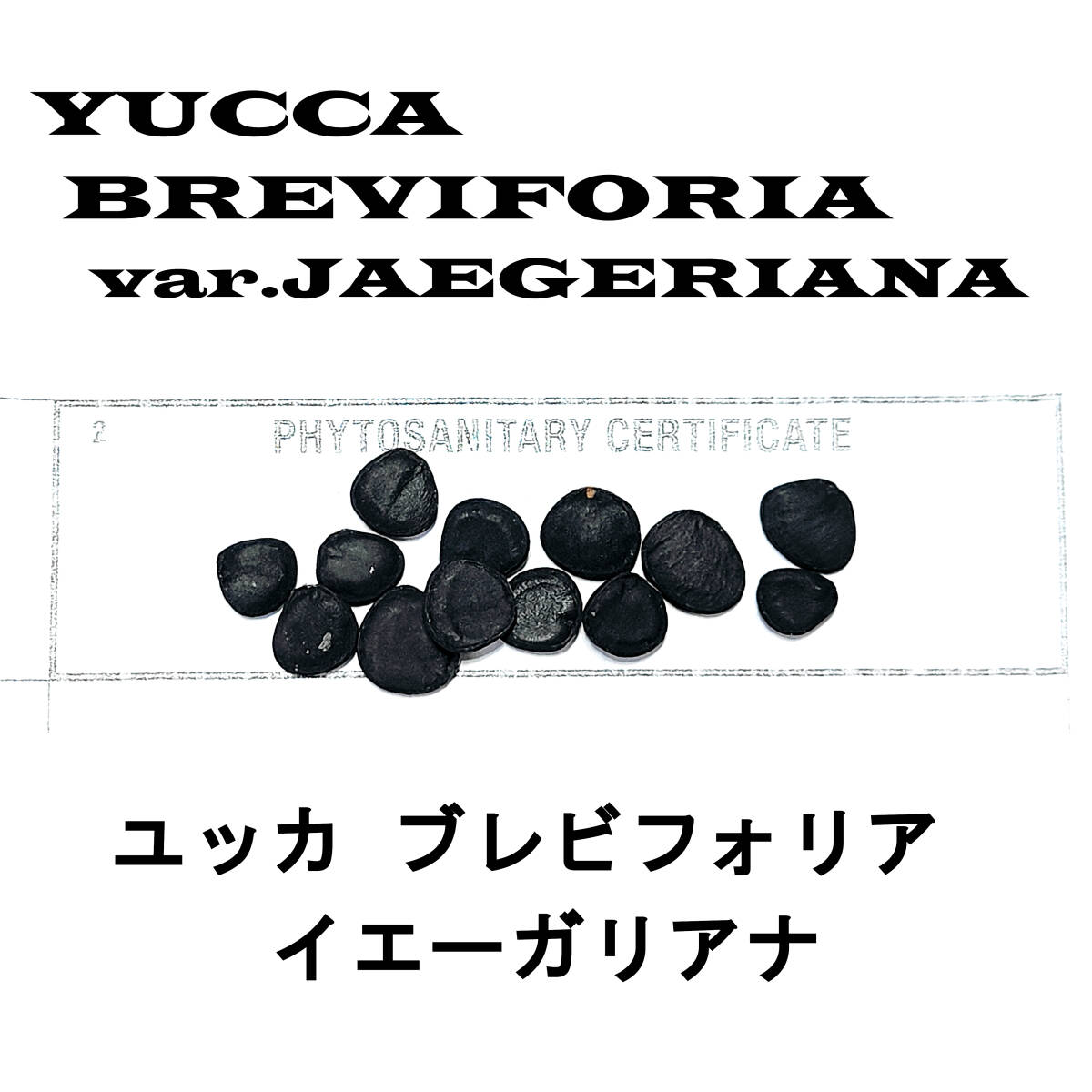 2月入荷 20粒+ ユッカ ブレビフォリア イエーガリアナ 種 種子 植物検疫証明書あり拍卖