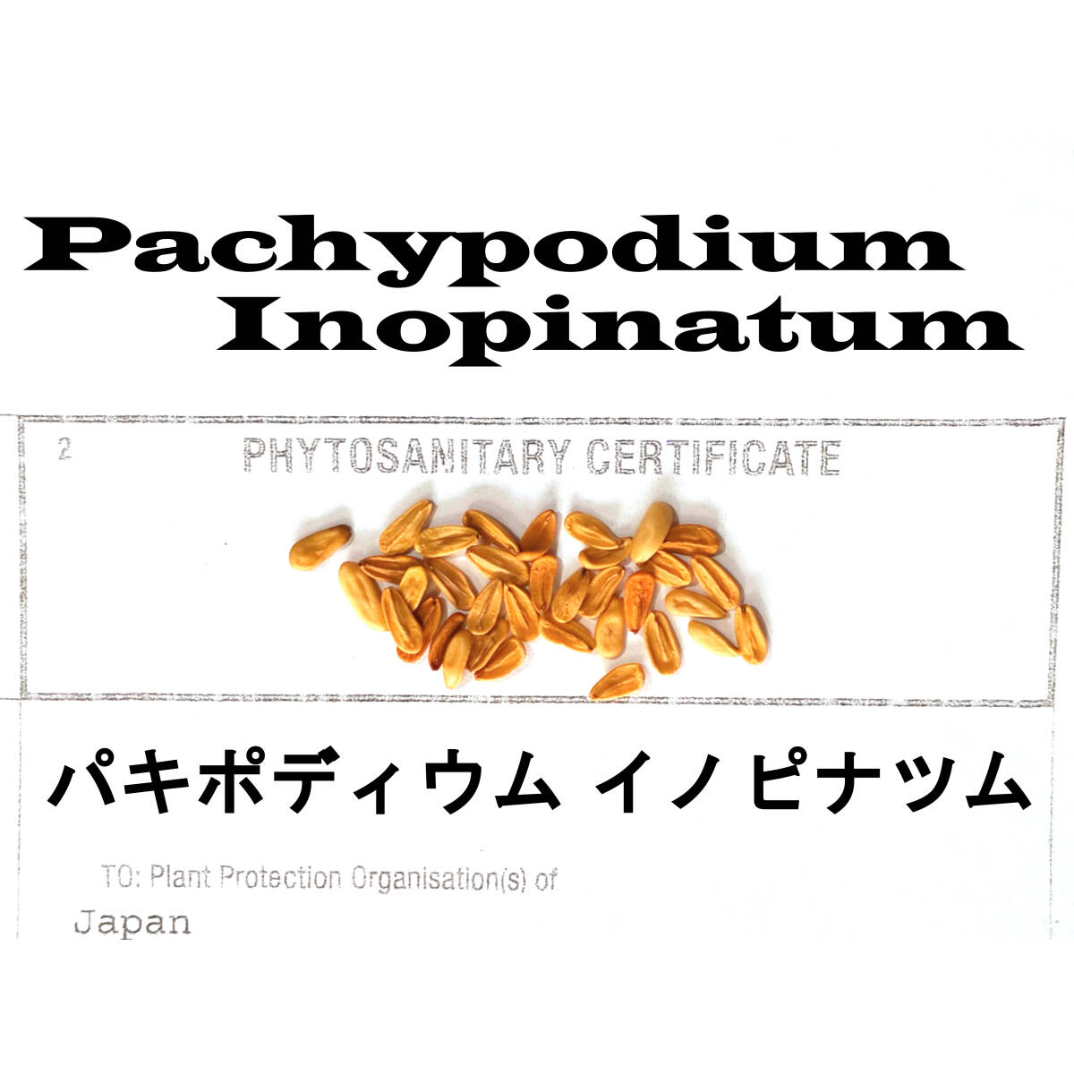 2月入荷 30粒 パキポディウム イノピナツム イノピナーツム 種子 種拍卖