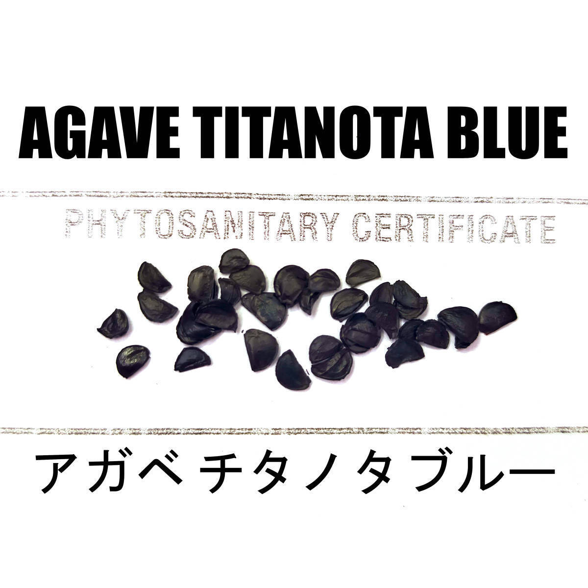 5月入荷 50粒+ アガベ チタノタブルー 種 種子 証明書あり拍卖