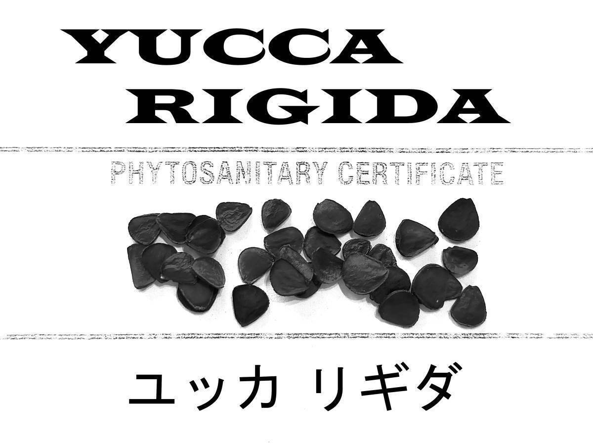 7月入荷 50粒+ ユッカ リギダ 種 種子 植物検疫証明書あり拍卖