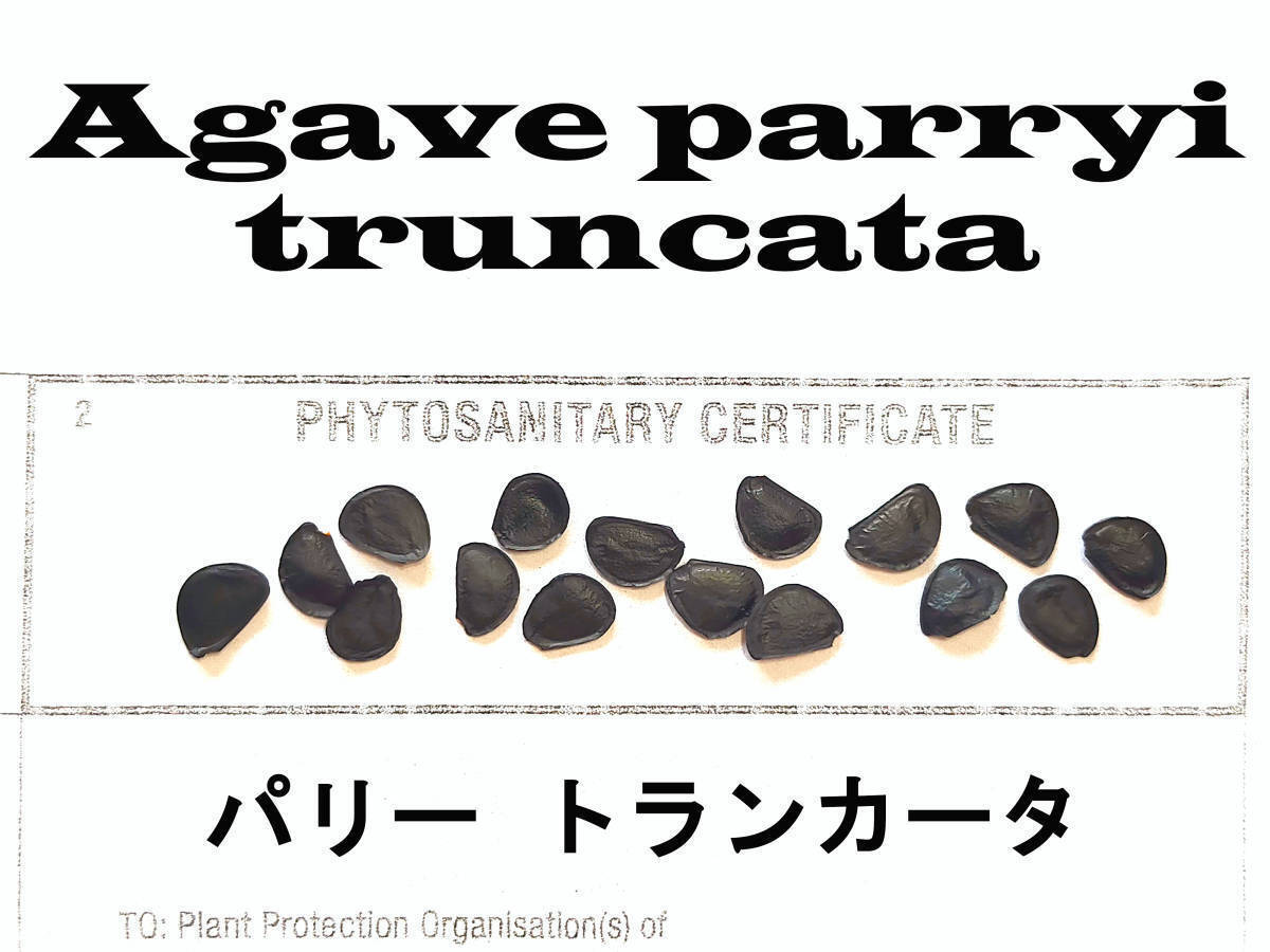 2月入荷 50粒+ パリー トランカータ 種 種子 植物検疫証明書あり アガベ agave拍卖