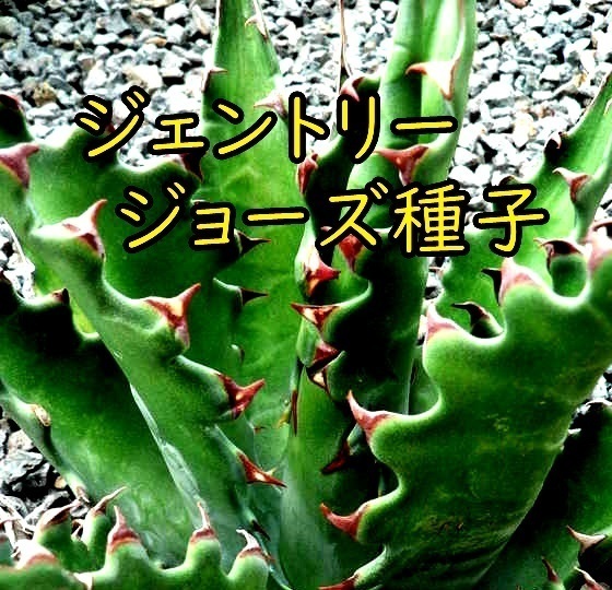 2月入荷 Agave gentryi Jaws アガベ ジェントリー ジョーズ 種子 種 10粒拍卖