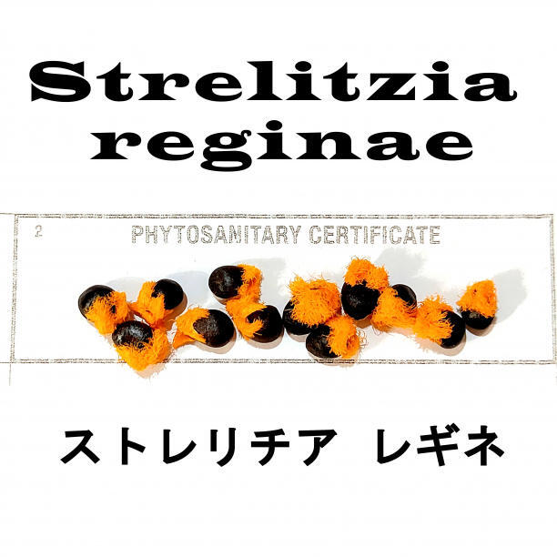 9月入荷 20粒+ ストレリチア レギネ Strelitzia reginae 種 種子拍卖
