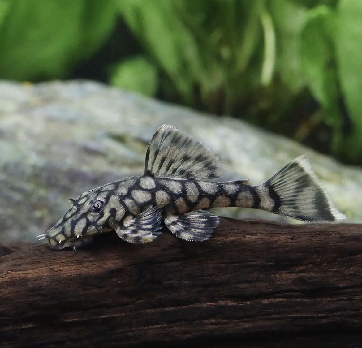 レア魚【プレコ・小型プレコ系】 ロイヤルアラベスクブッシープレコ 2匹セット2~3センチサイズ拍卖