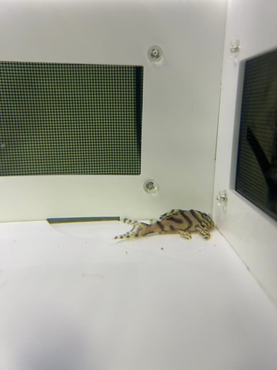 スーパーL-236S 約50~53mm-1匹リアル個体#BWY佰万AQUA!番#3拍卖