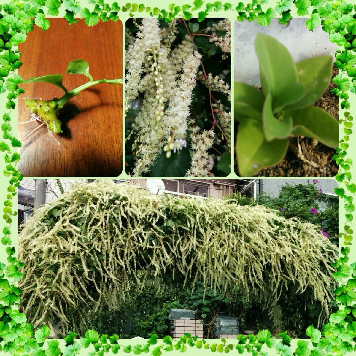 おかわかめ 根芽 4個 です拍卖