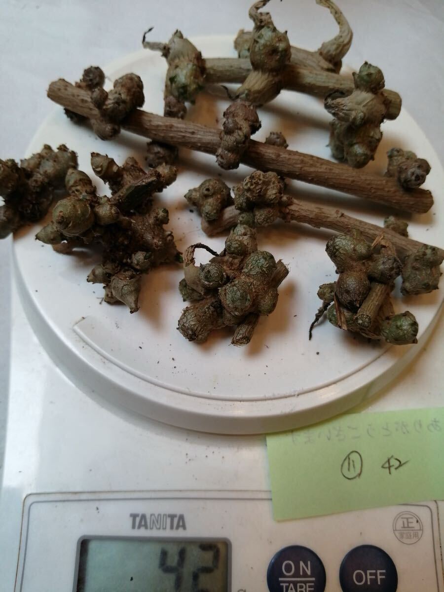 おかわかめ むかご 30g このまま植えてください拍卖