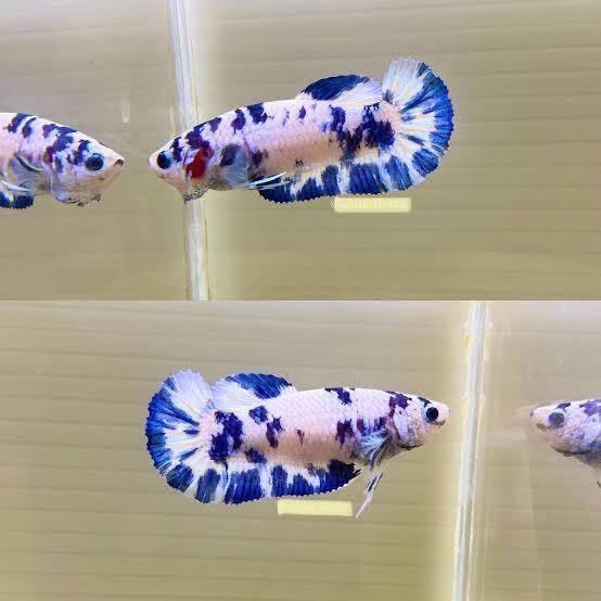 【マツヨシワールド】 1ペア(1オス+1メス)ベトナム極上青白マーブル ベタプラカット拍卖