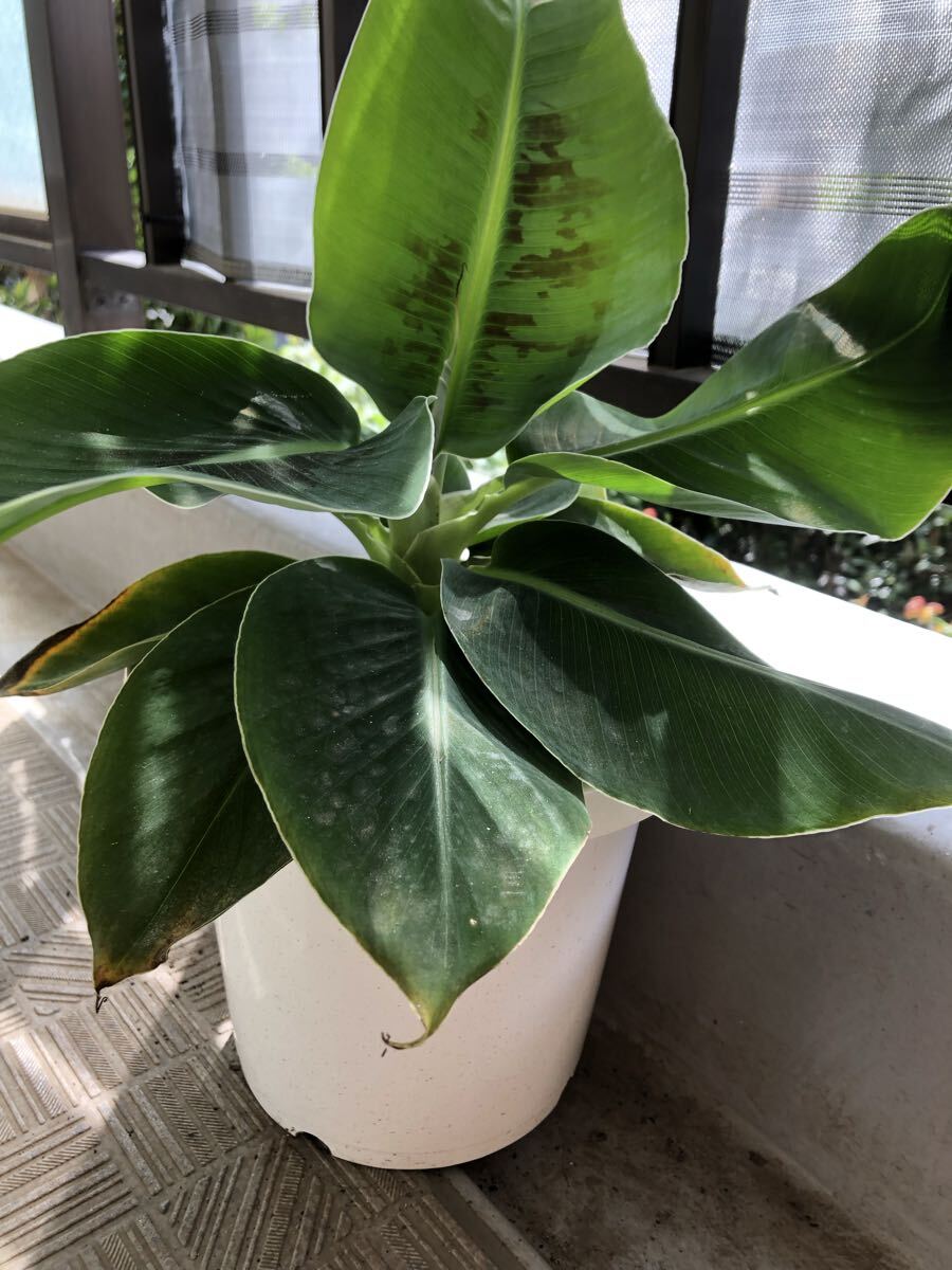 バナナ苗「ドワーフモンキーバナナ」拍卖