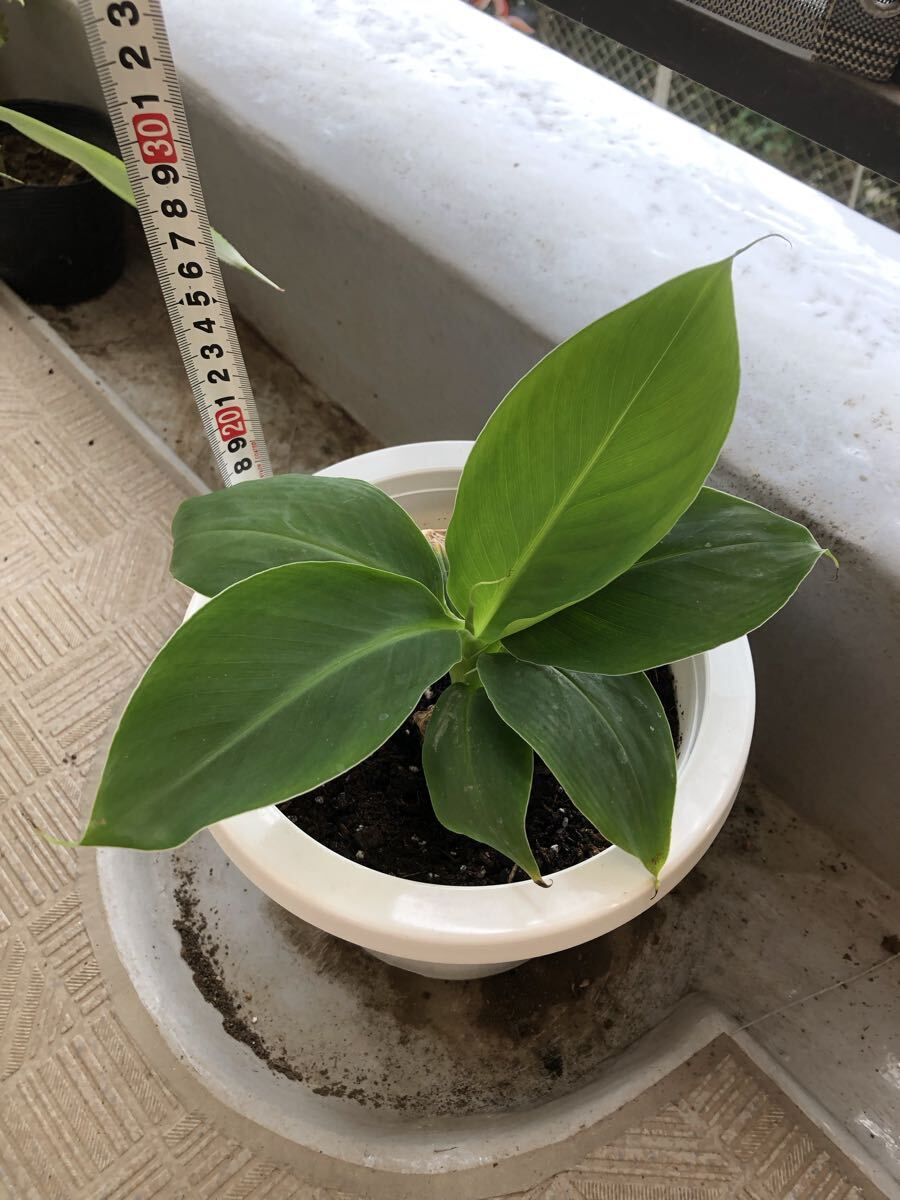 バナナ苗「ドワーフモンキーバナナ」株分拍卖