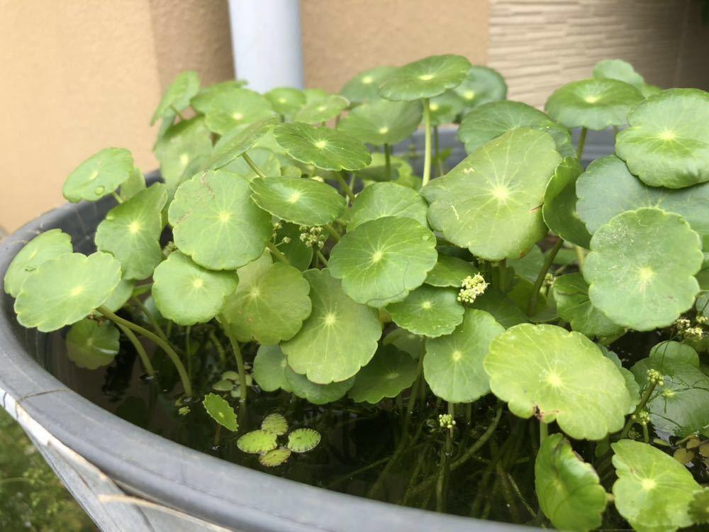 ウォーターマッシュルーム ウォーターコイン 50株拍卖