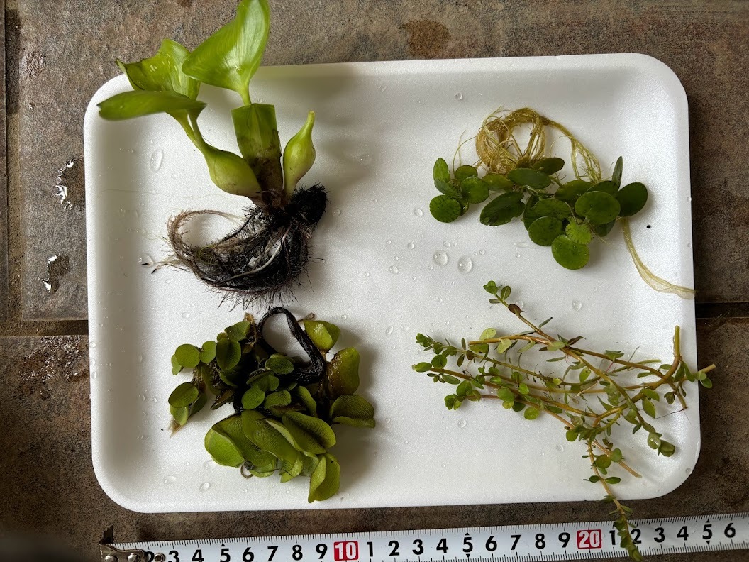 水草4種類 ホテイソウ オオサンショウモ ドワーフフロッグピット ロタラ  送料無料拍卖