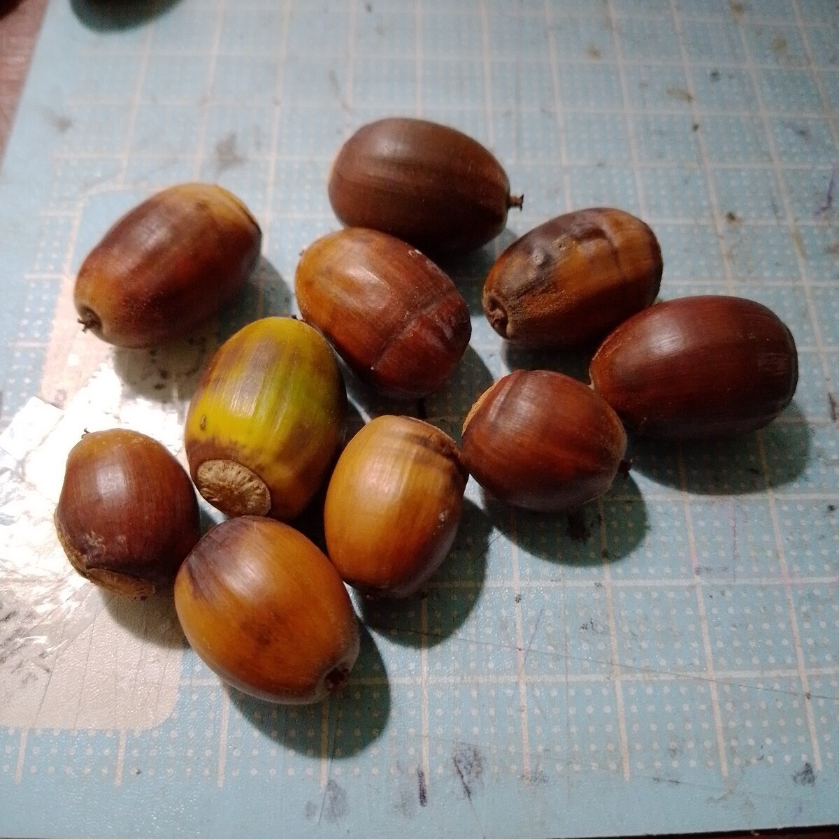 2025年産北海道産どんぐり ミズナラ 処理済 30個 リースや手芸などにも 帽子なし拍卖