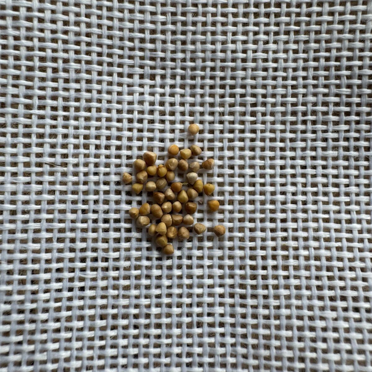 「種子2粒」ドルステニア ギガス ブラータDorstenia gigas f. bullata拍卖