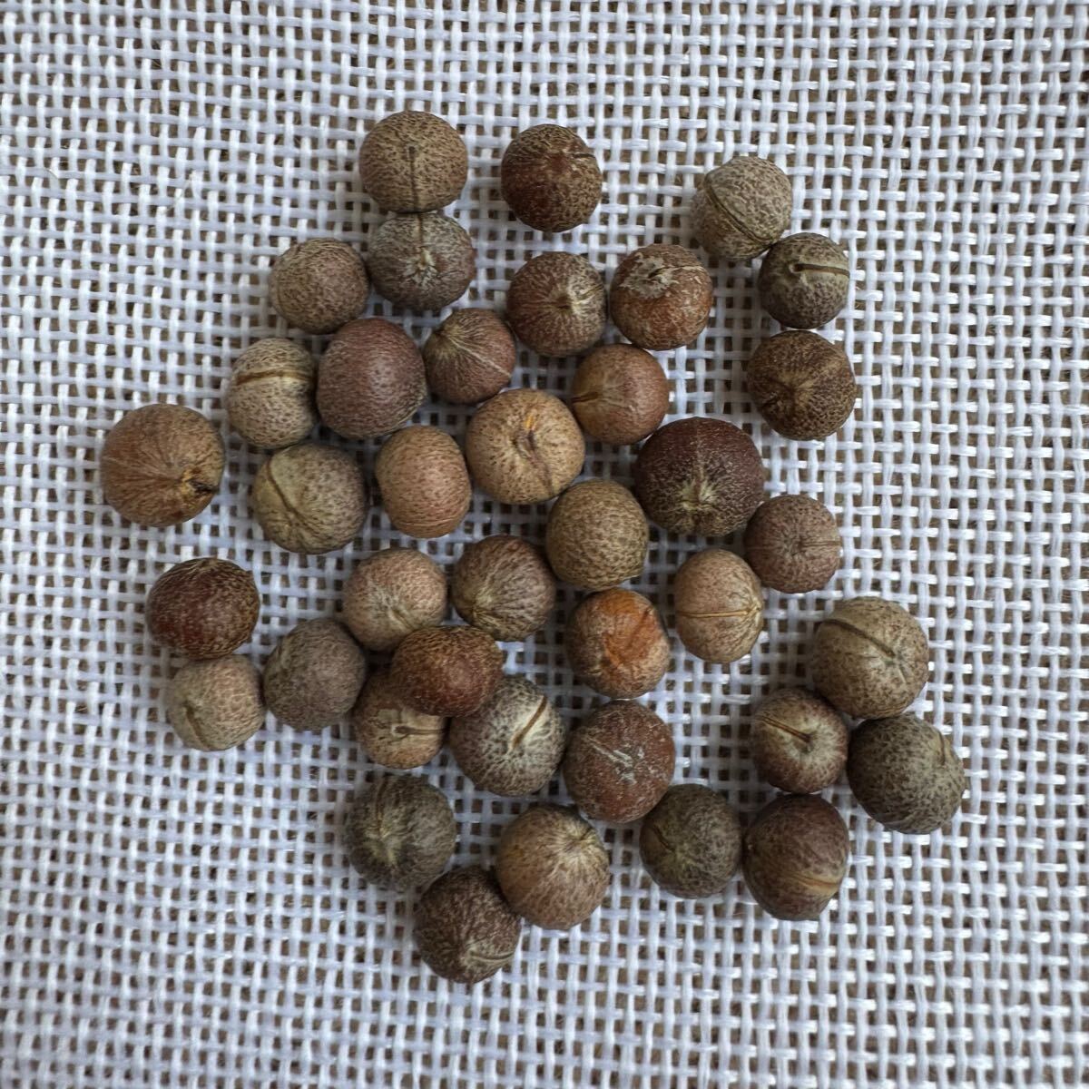 「種子5粒」ユーフォルビア アガテアEuphorbia agatheae拍卖