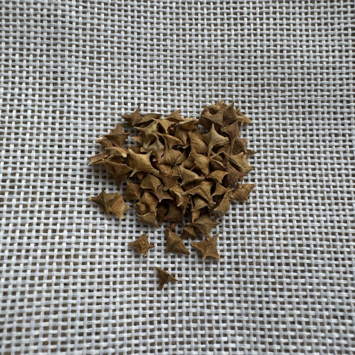 種子10粒」ボスウェリアネグレクタ Boswellia neglecta拍卖