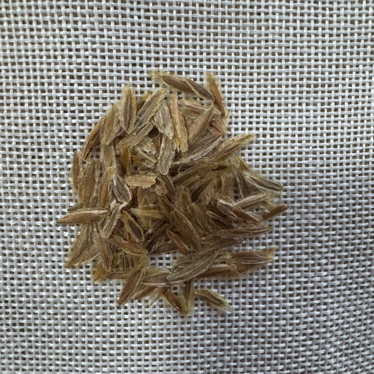 「種子5粒」フォークイエリアコルムナリスFouquieriaColumnaris観峰玉拍卖