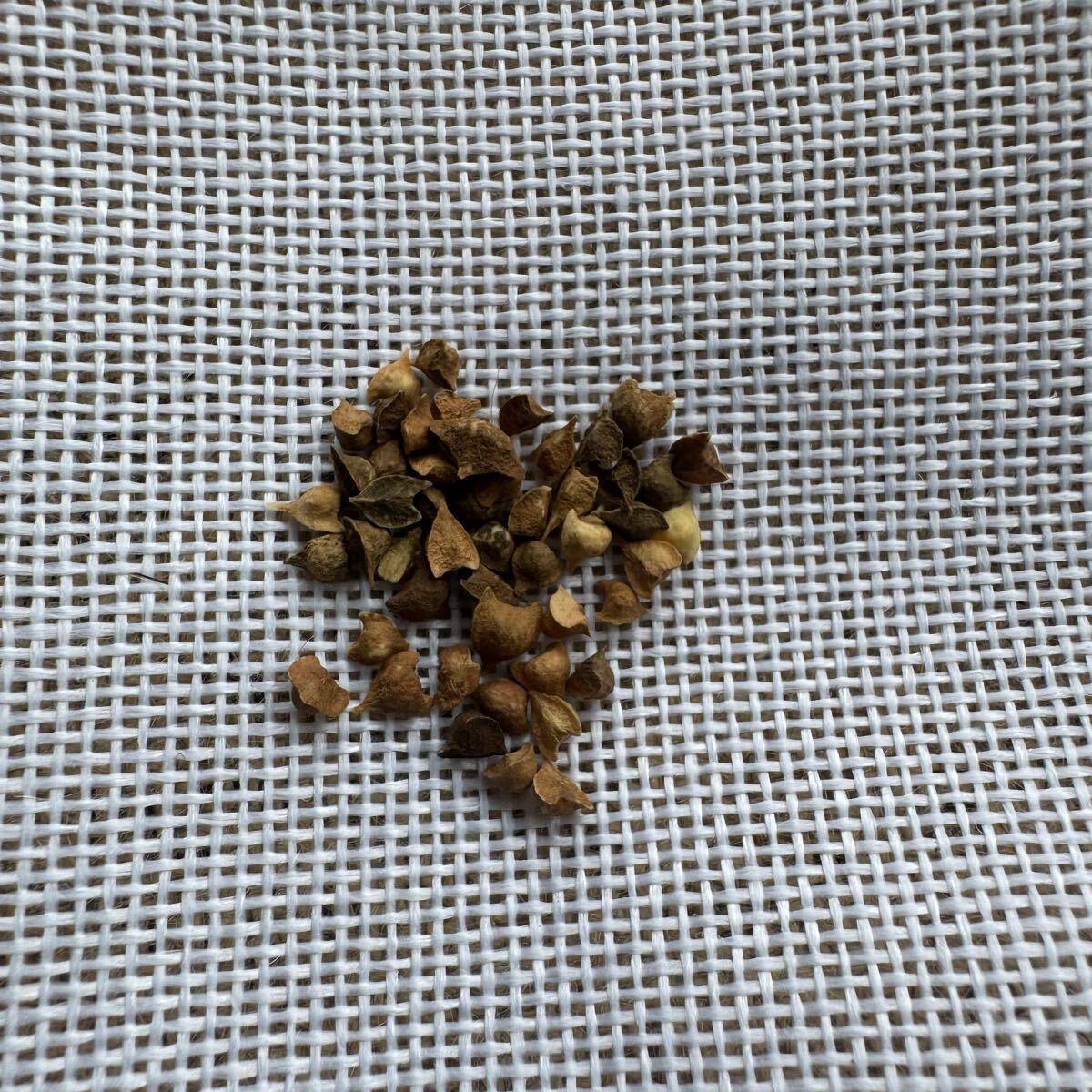 「種子20粒」ボスウェリア・リバエBoswellia rivae拍卖