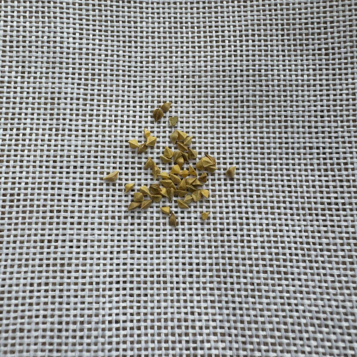 「種子5粒」ボスウェリア・フレレアナ Boswellia frereana拍卖