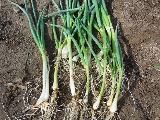 444.6.2◆コンパニオンプランツ 混植栽培 便利ネギ 10苗株 白ネギ 葉ねぎ 健康野菜◆トライ家庭菜園 プランター無農薬 無化学肥料 自然菜園拍卖