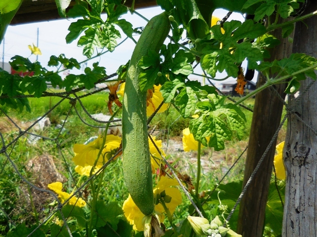 451.6.1◆食べる ヘチマ ナーベラー 15粒◆トライ 家庭菜園 つるあり野菜 エスディージーズ 緑のカーテン グリーンカーテン プランター菜園拍卖