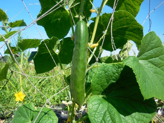 412.6.1◆うまっ 驚き きゅうり 10粒 トライ家庭菜園 つるあり野菜 栽培◆エスディージーズ 緑のカーテン グリーンカーテン プランター菜園拍卖