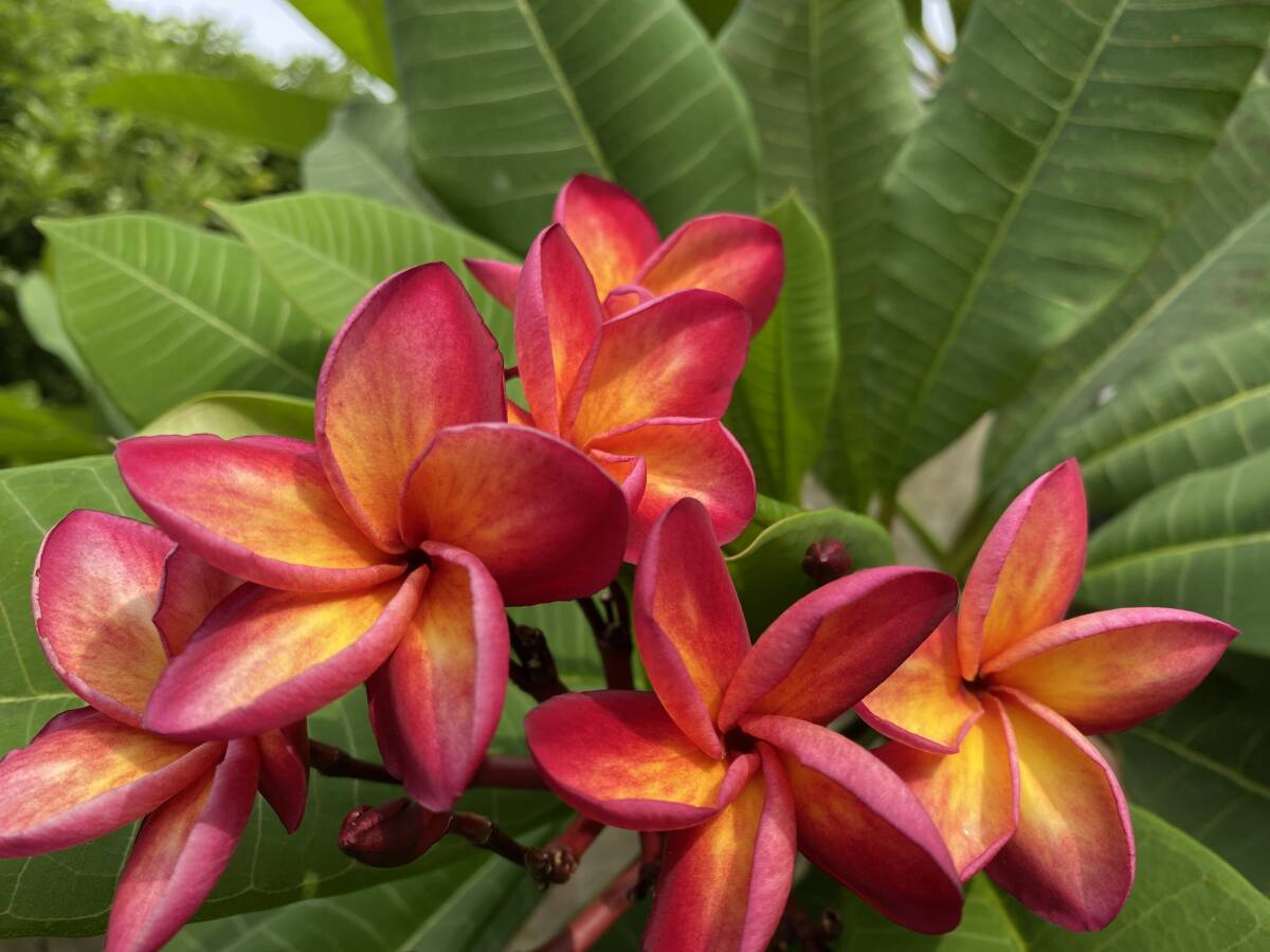 ★プルメリア★挿木枝 レインボーレッド★拍卖