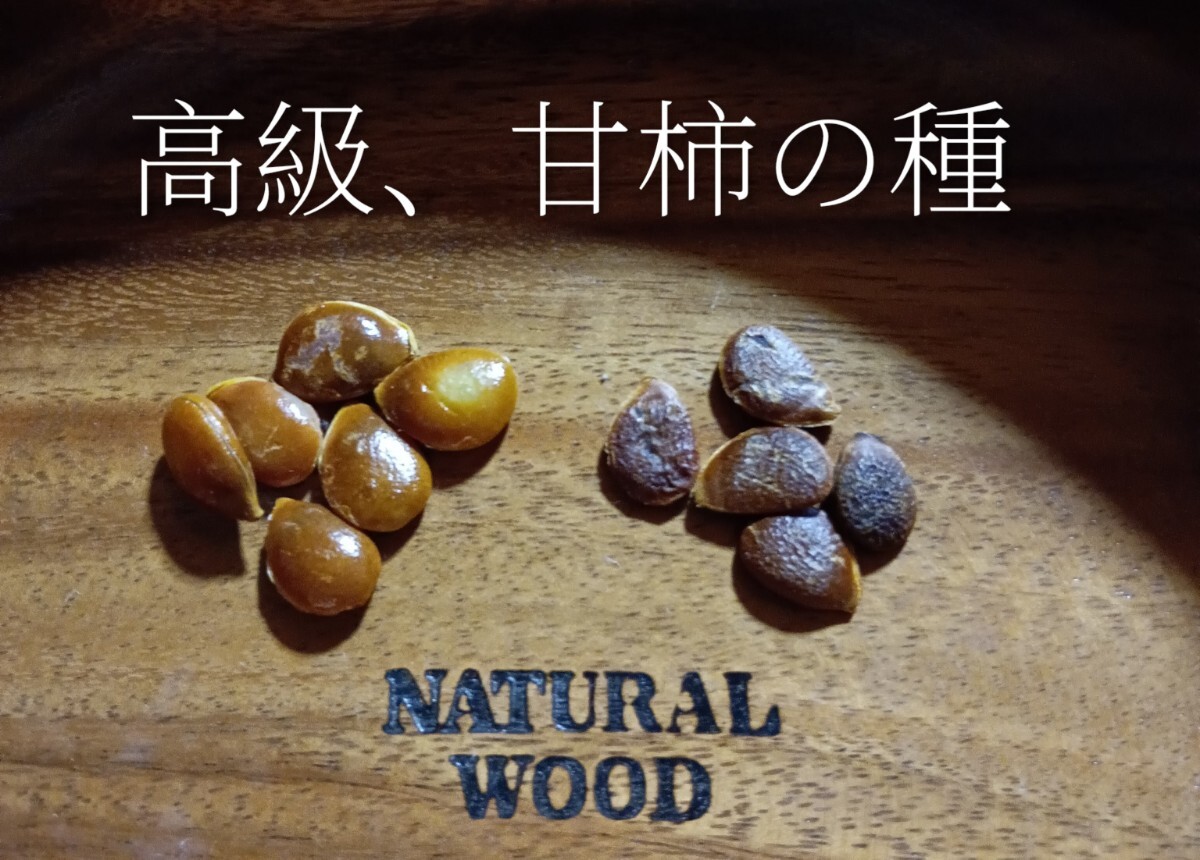 高級甘柿の種10粒+選べる粗品+匿名送料無料です。\(^o^)/拍卖