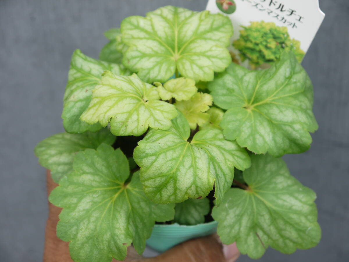 即決720円開始♪ヒューケラ ドルチェ◇フローズンマスカット◇拍卖