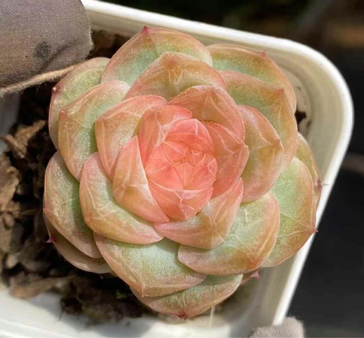 ピーチグミ エケベリア 多肉植物拍卖