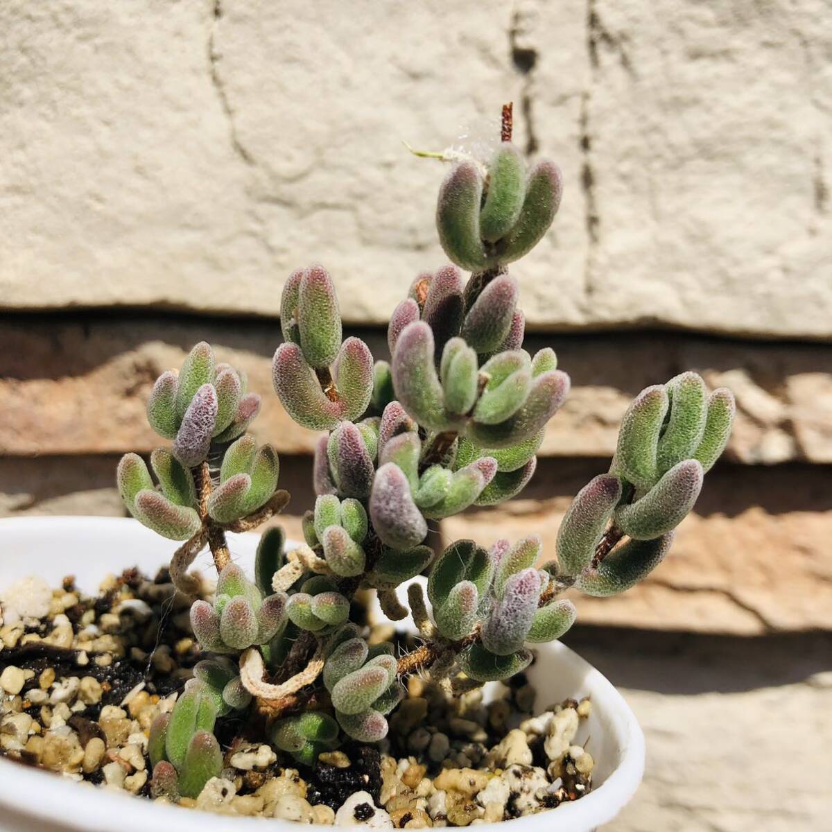 ドロサンテマム 紅葉 発根済み 大苗 多肉植物拍卖