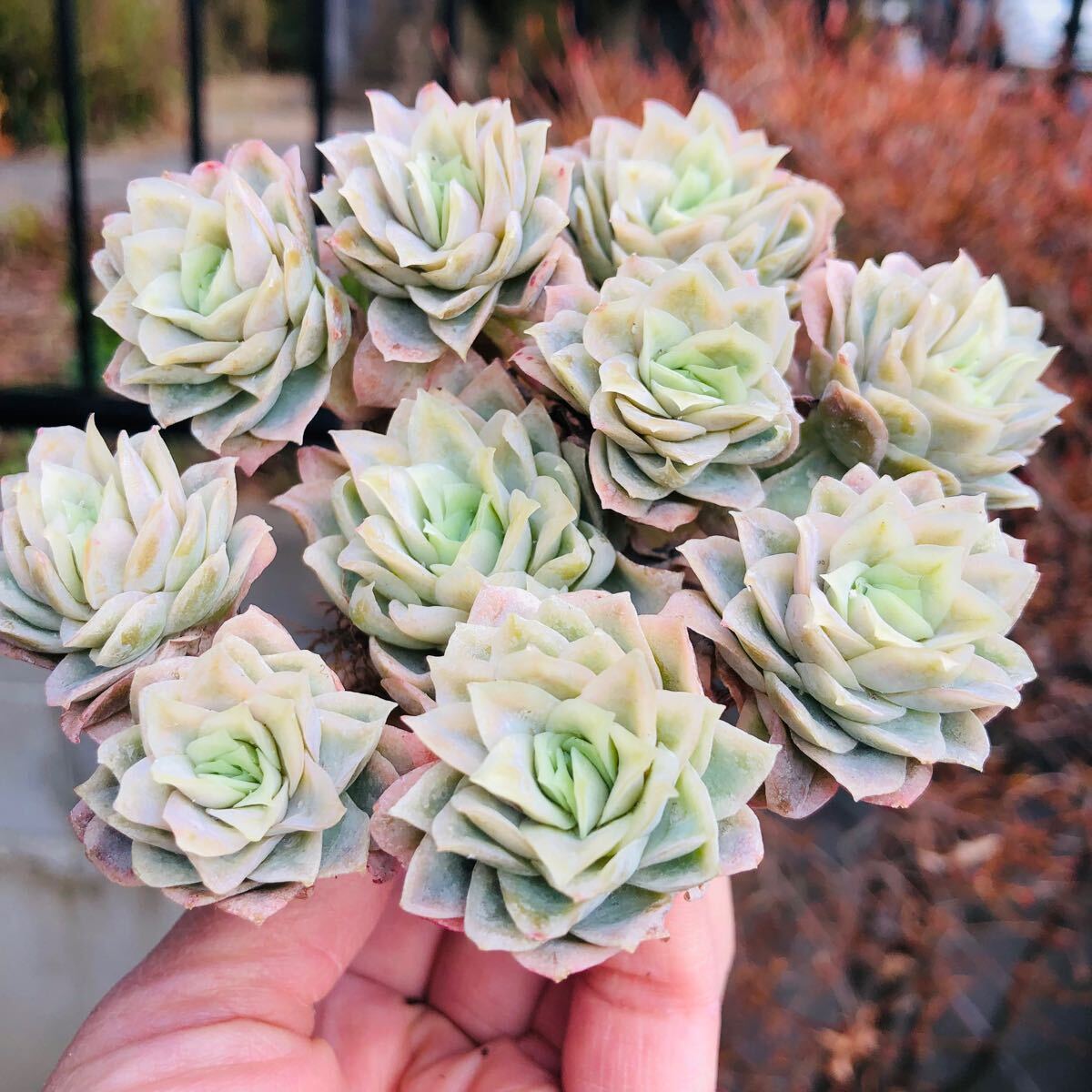 薄葉 ラズベリーアイス錦 大群生 エケベリア 多肉植物拍卖