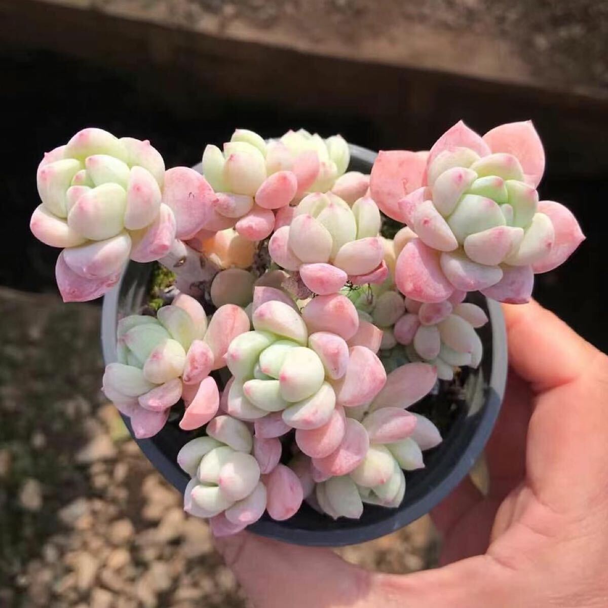 桜花千本桜 群生 エケベリア 多肉植物拍卖