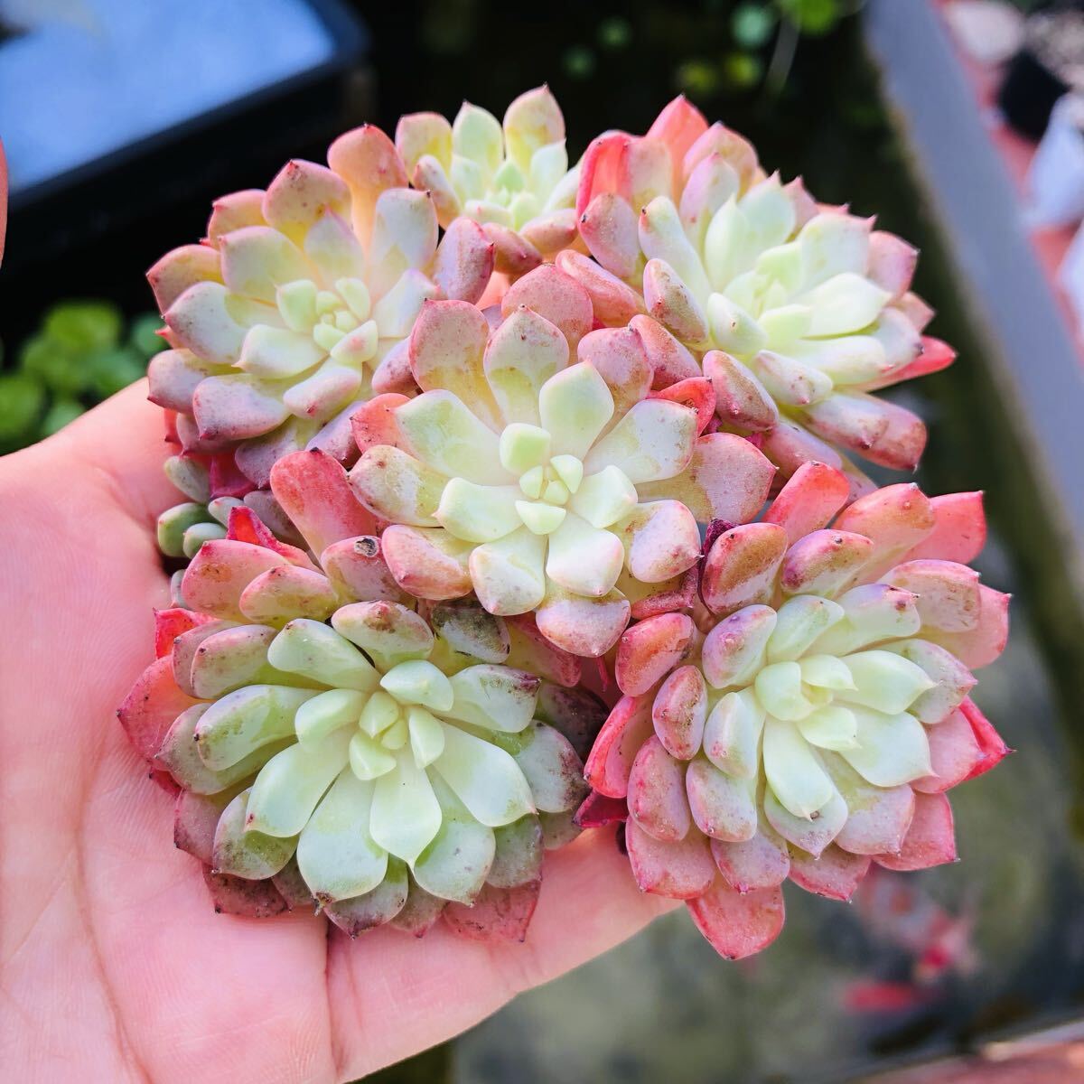 ラブリーバブル 群生 エケベリア 多肉植物拍卖