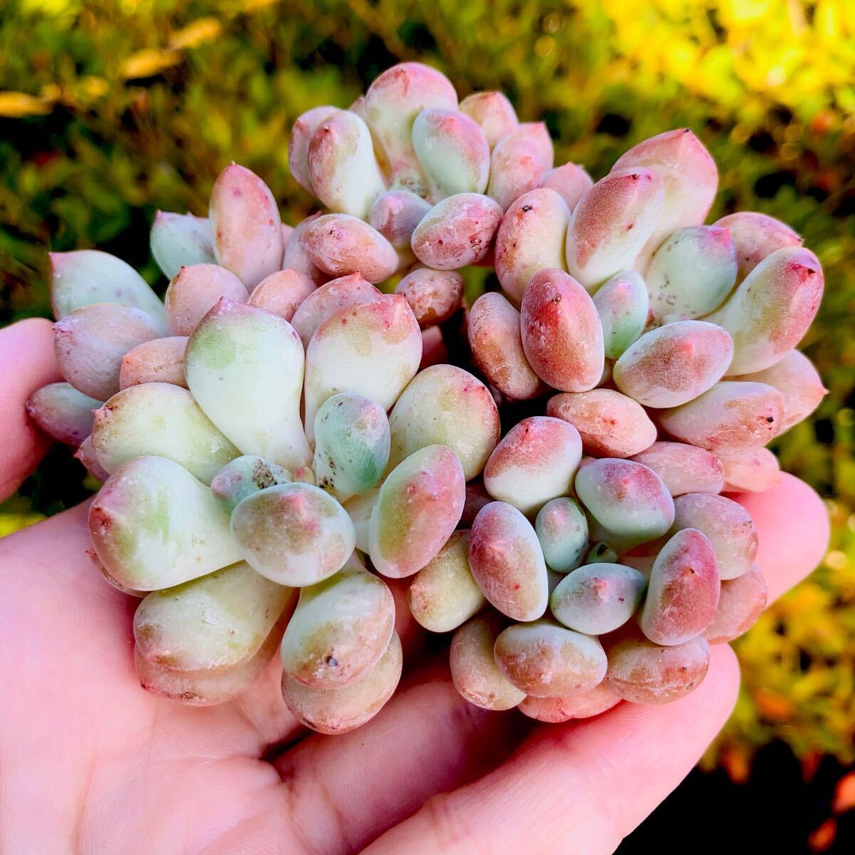 セルダ姫 群生 4頭 エケベリア 多肉植物拍卖