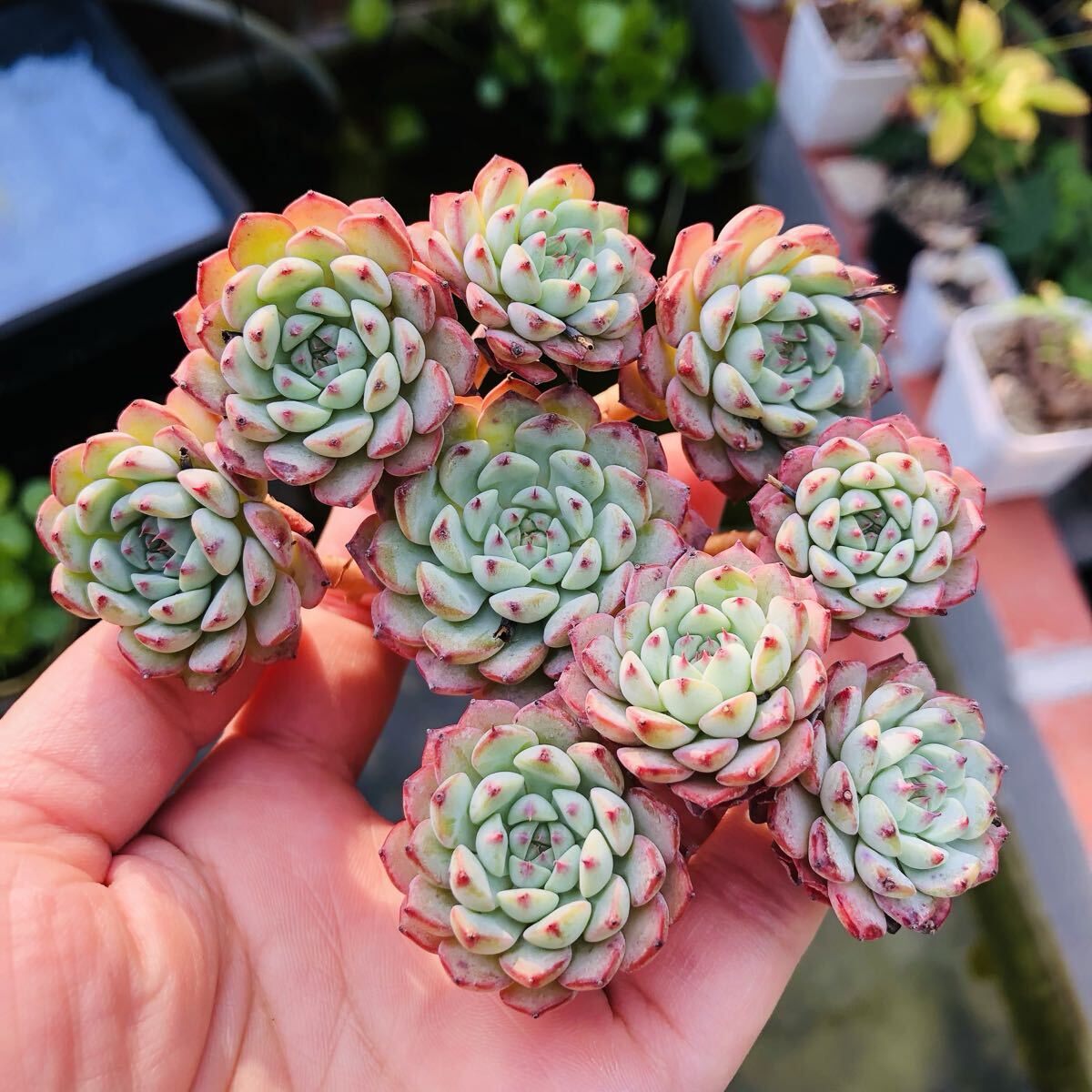 ピンクミニマ 大群生 エケベリア 多肉植物拍卖