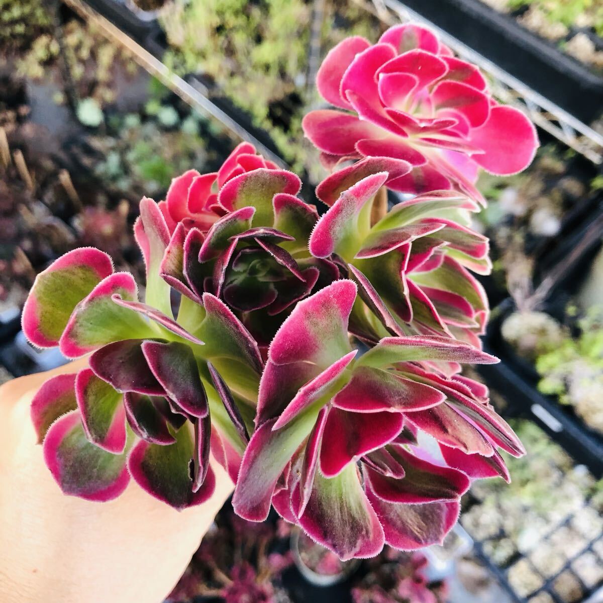 七彩石変異 群生 5頭 アエオニウム 多肉植物拍卖