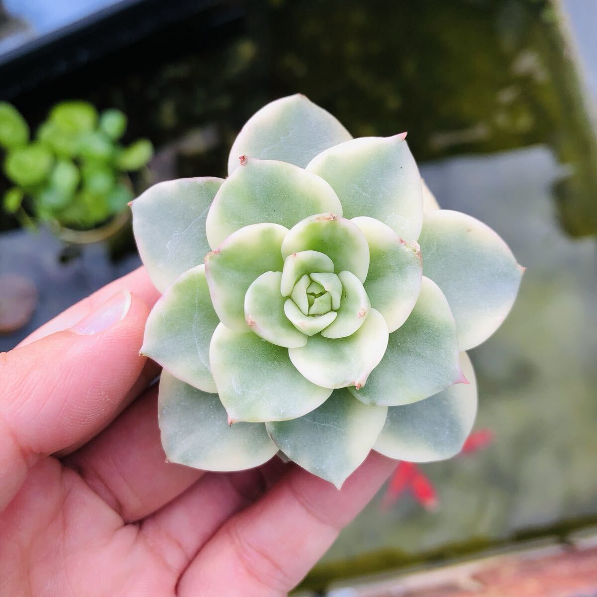 ヌダ錦 エケベリア 多肉植物拍卖
