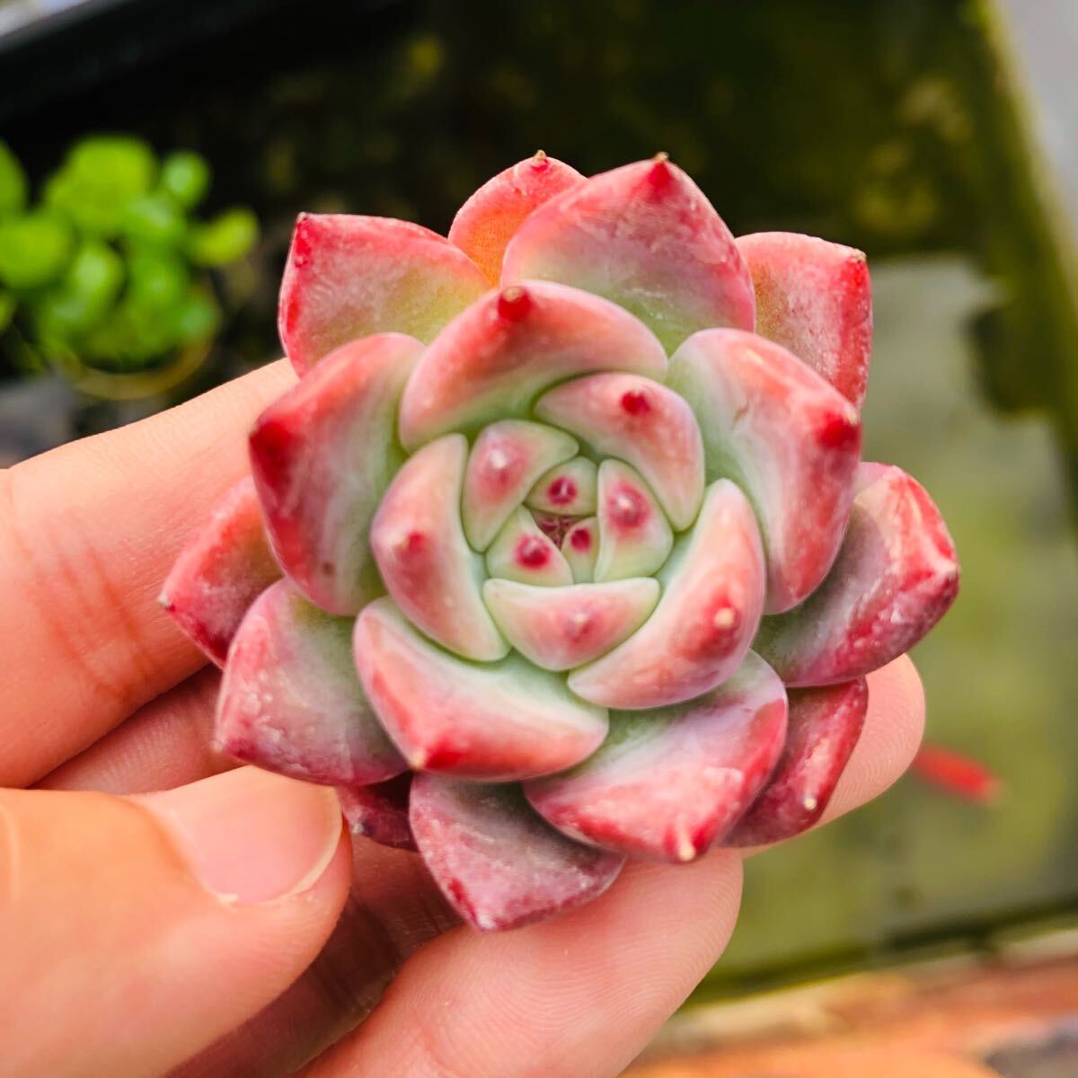 カローラ エケベリア 多肉植物拍卖