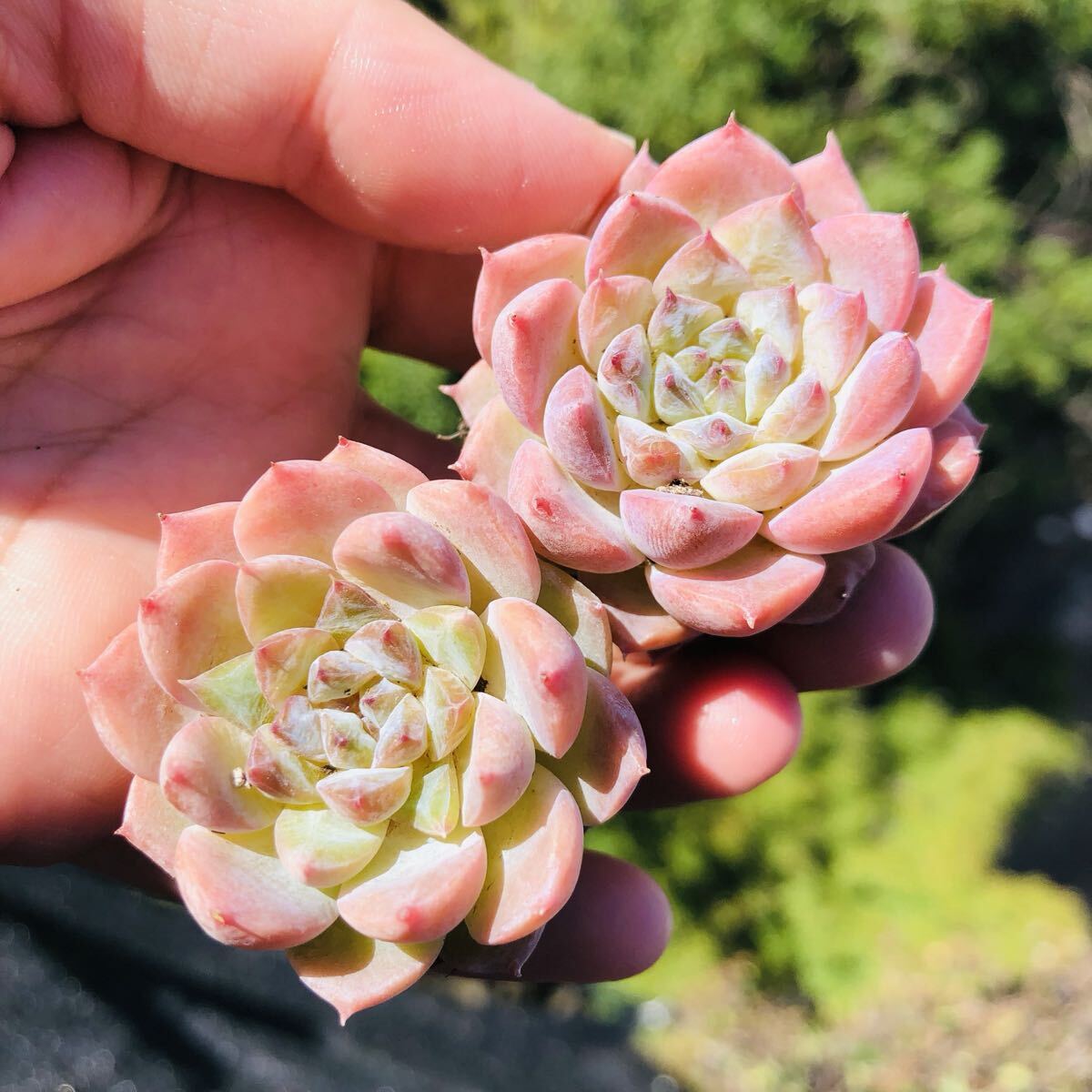 2個セット ピンクダイヤモンド エケベリア 多肉植物拍卖