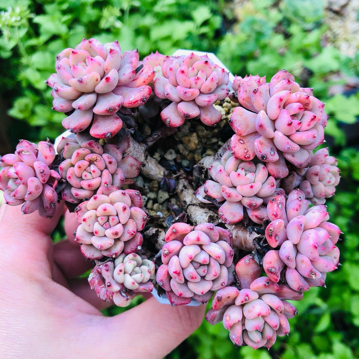 紅繍娘 大群生 抜き苗 エケベリア 多肉植物拍卖