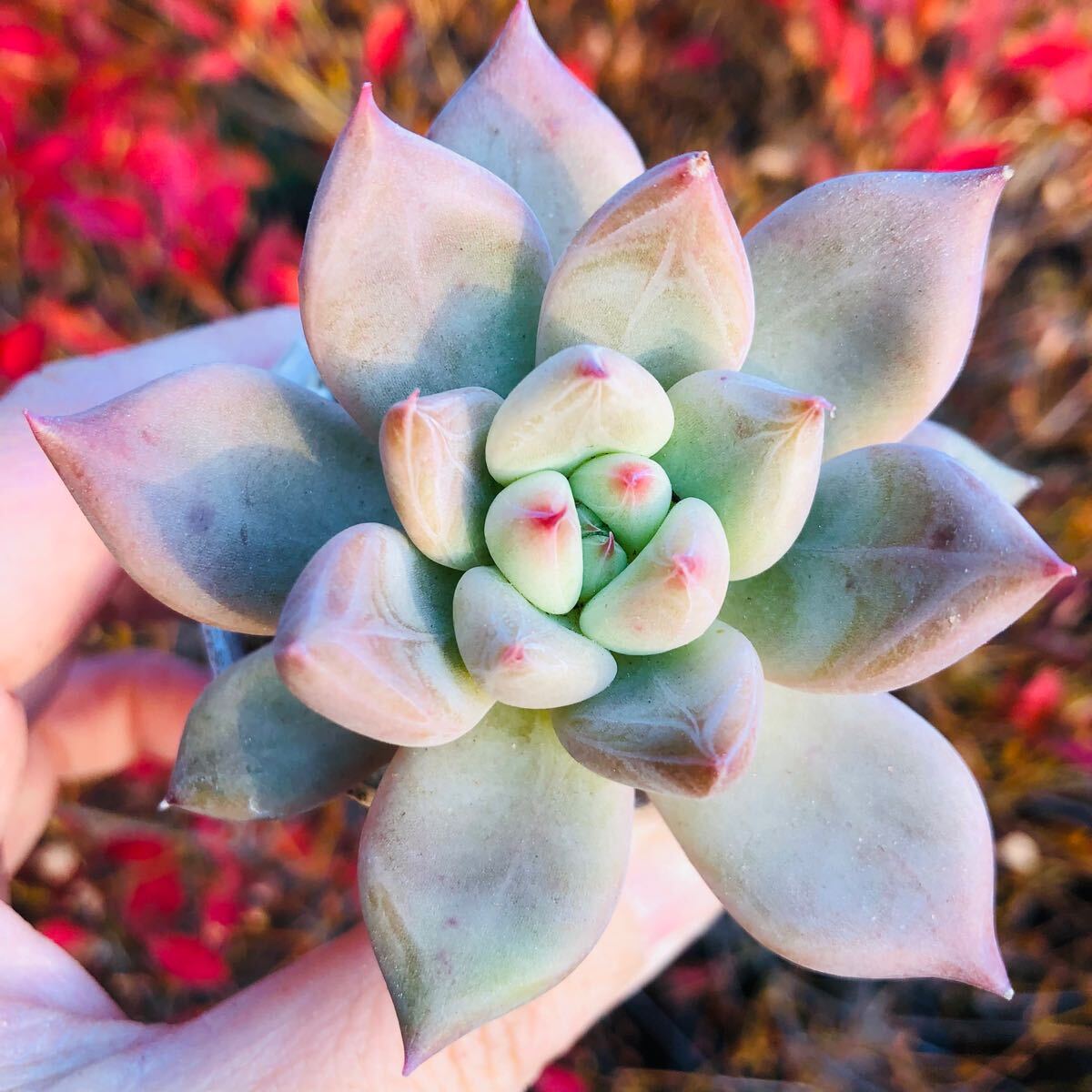 ウェディングリング 発根済み エケベリア 多肉植物拍卖