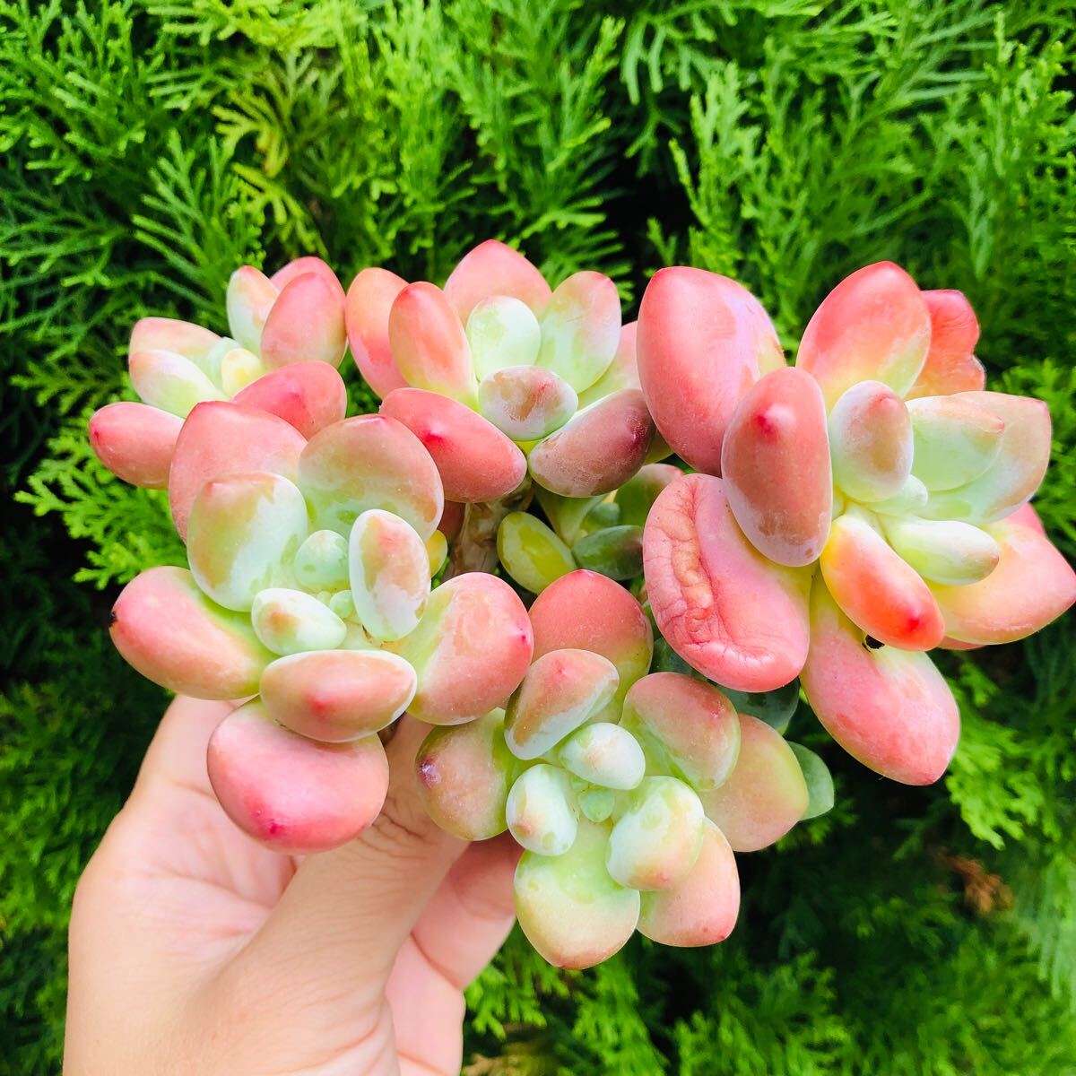 ピンクレジェンド 群生 エケベリア 多肉植物拍卖
