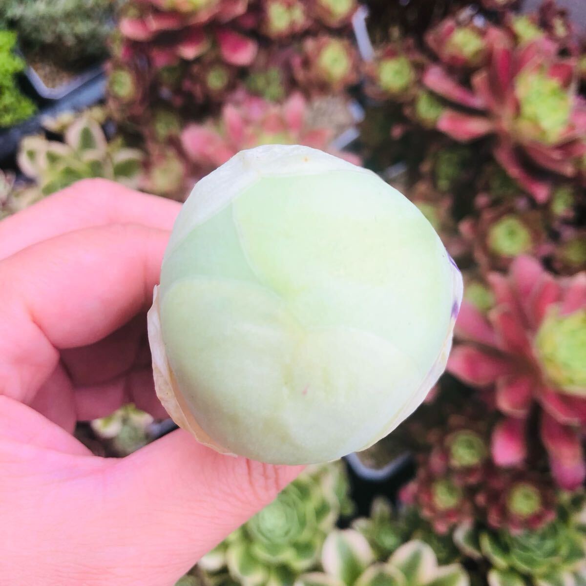 アエオニウム グリーノビア 白玉エッグローズ 多肉植物拍卖