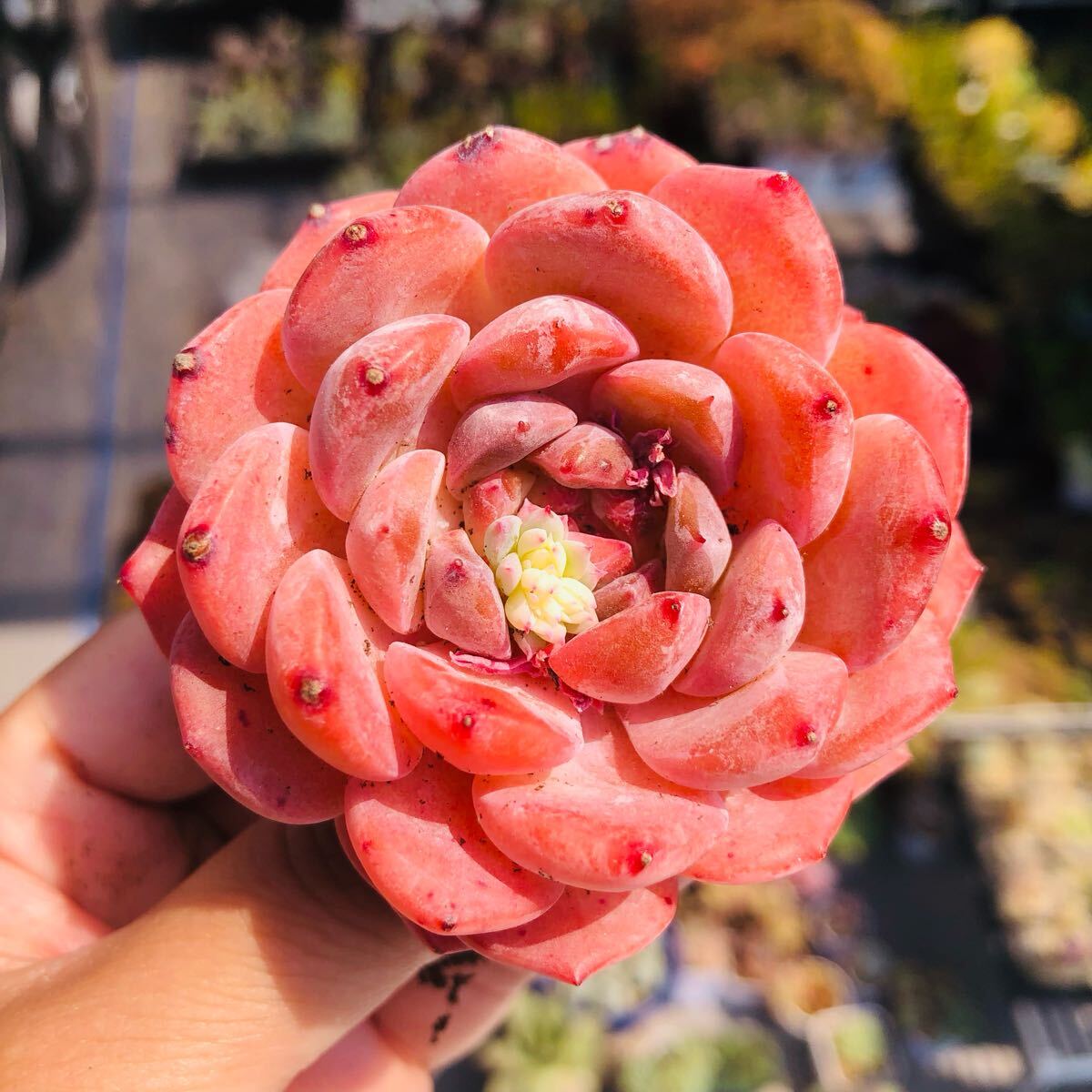 イチゴ大福 エケベリア 多肉植物拍卖