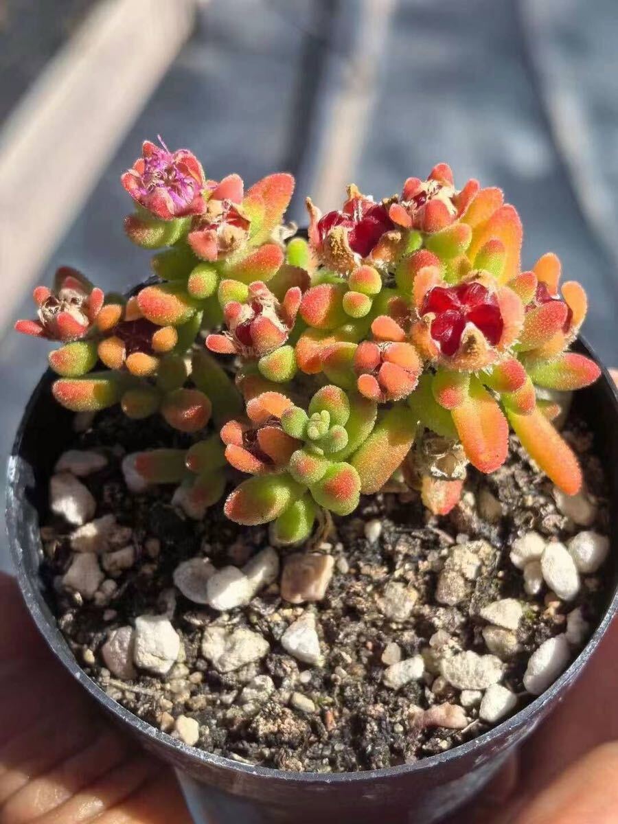 ドロサンテマム 紅宝石 発根済み 多肉植物拍卖