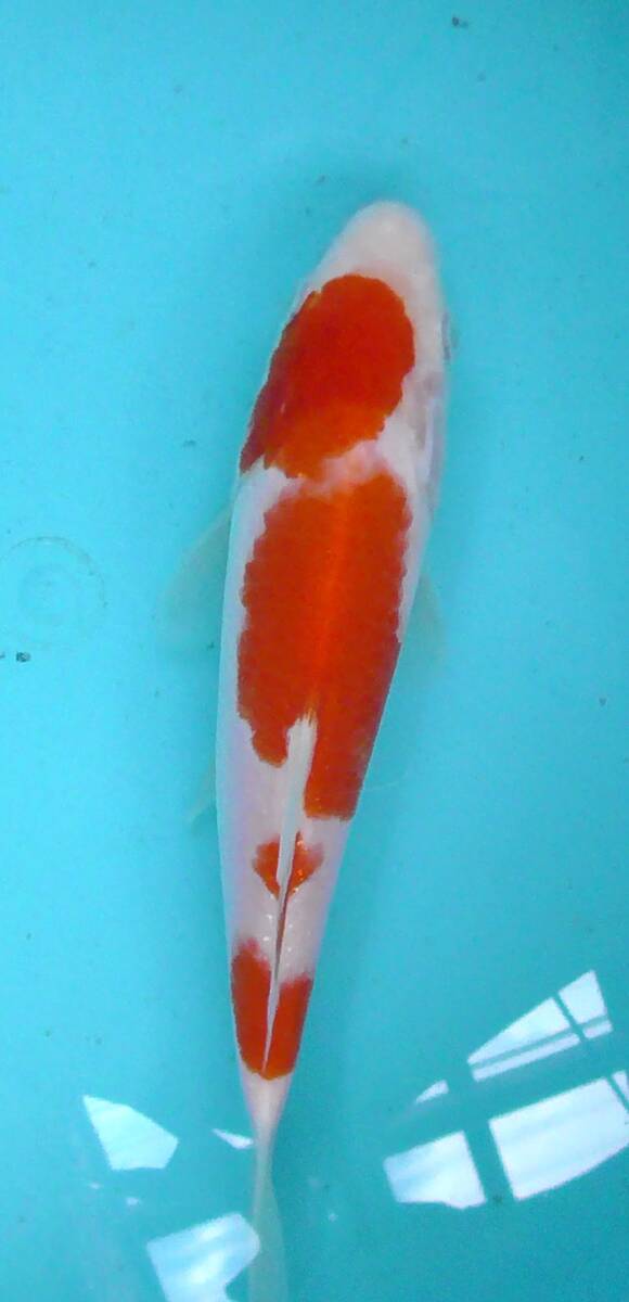 62.古澤養魚場 品評会用紅白20cm2歳拍卖