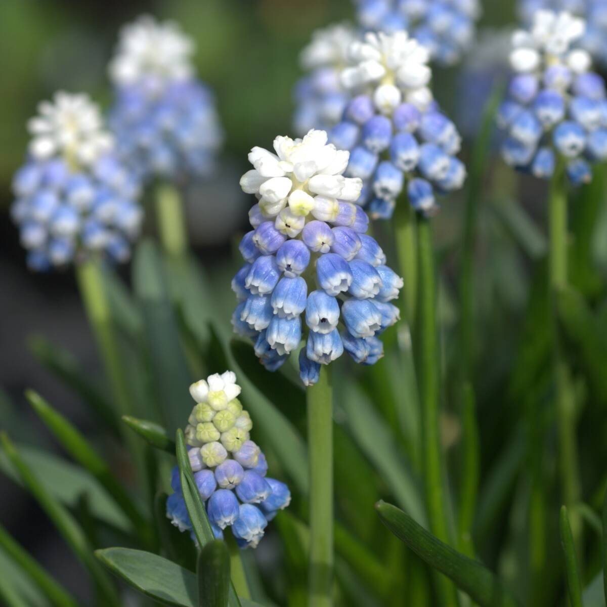 ムスカリ マウントレディー 10球 球根 宿根草 山野草拍卖